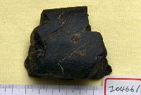 藏品(豬左下顎一段)的圖片